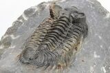 Coltraneia Trilobite Fossil - Huge Faceted Eyes #225317-3